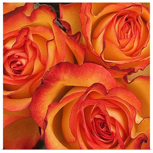 "Bunch of orange roses at Sainsburys Local, Euston Station London